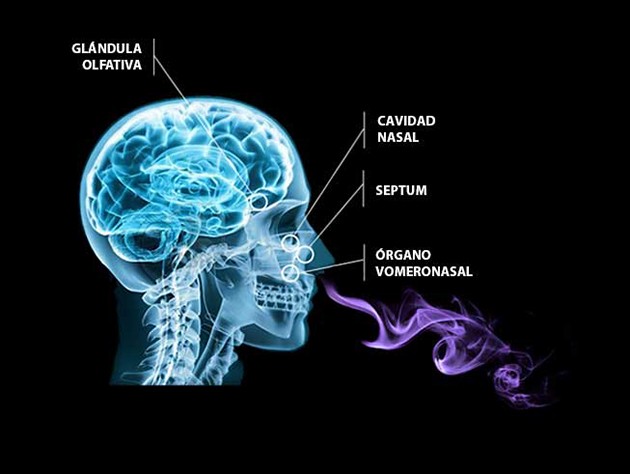 Parfum aux pheromones Parfum aux pheromones