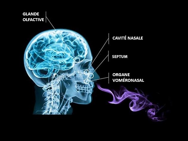 Parfum aux pheromones